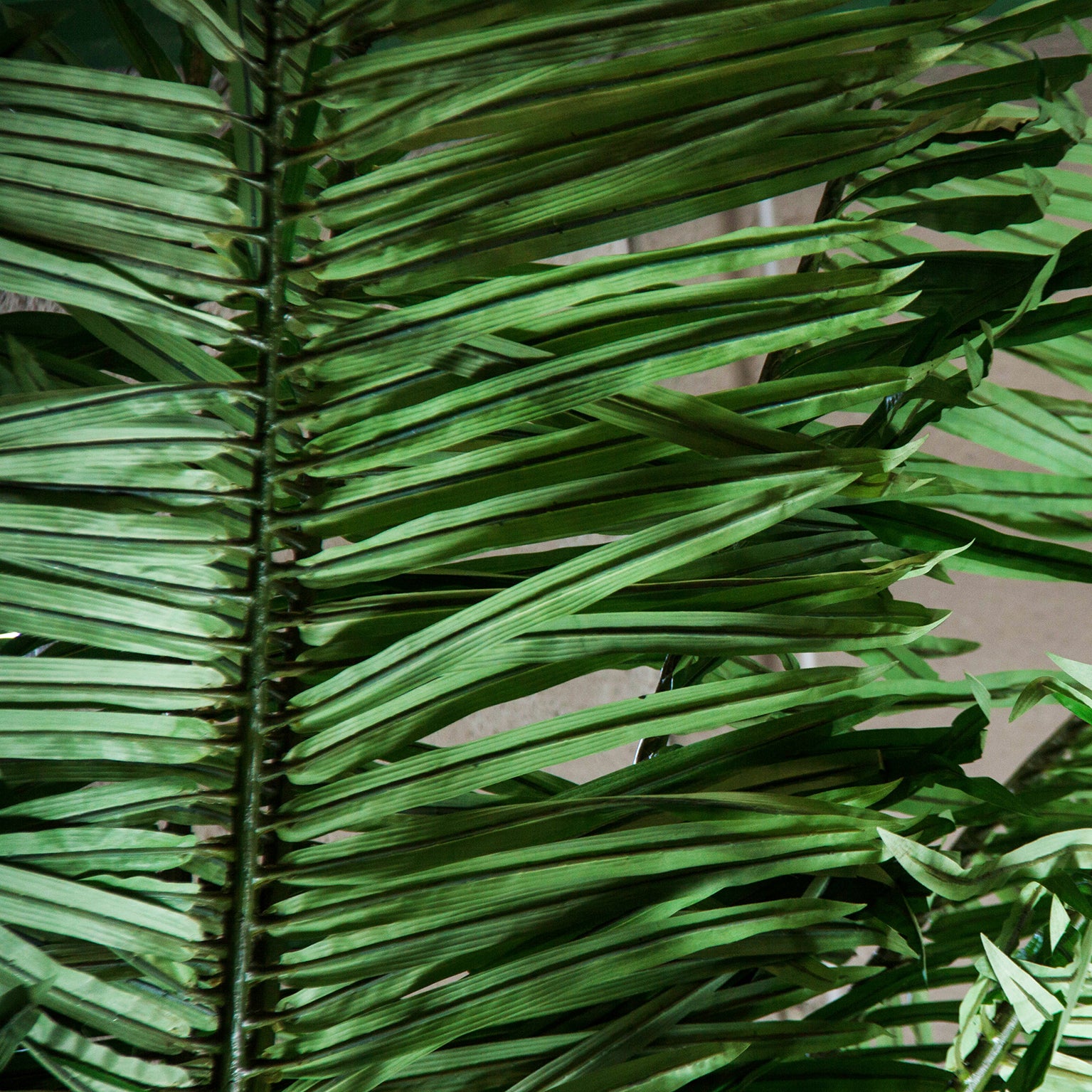 PALMERA PLANT